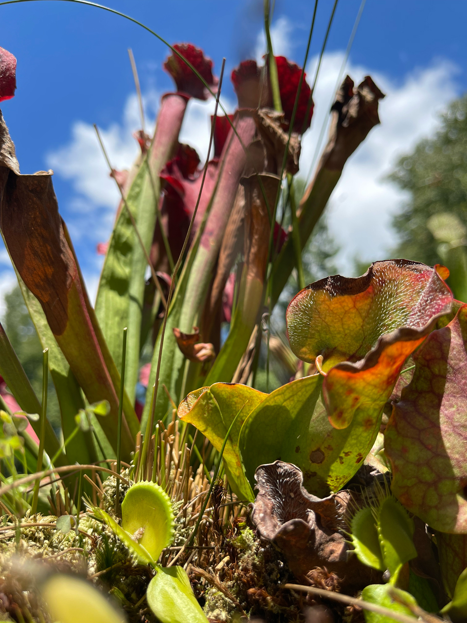bog-plants